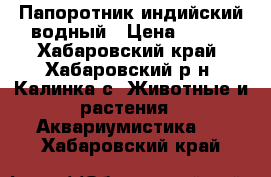 Папоротник индийский водный › Цена ­ 100 - Хабаровский край, Хабаровский р-н, Калинка с. Животные и растения » Аквариумистика   . Хабаровский край